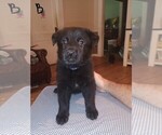 Small Photo #9 German Shepherd Dog Puppy For Sale in SCREVEN, GA, USA