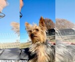 Small Photo #2 Yorkshire Terrier Puppy For Sale in CASSVILLE, MO, USA
