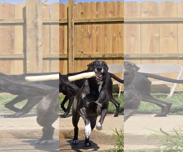 Medium Photo #2 Labrador Retriever-Unknown Mix Puppy For Sale in Jackson, MS, USA