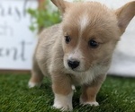 Small #3 Pembroke Welsh Corgi