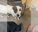 Small American Pit Bull Terrier