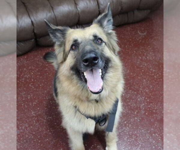 Medium Photo #17 German Shepherd Dog Puppy For Sale in Fargo, ND, USA