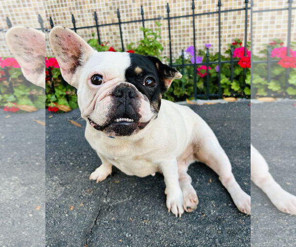 Medium Photo #3 French Bulldog-Unknown Mix Puppy For Sale in Marina Del Rey, CA, USA