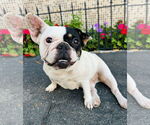 Small #2 French Bulldog Mix