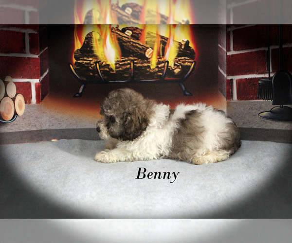 Medium Photo #21 Poodle (Toy) Puppy For Sale in CHANUTE, KS, USA