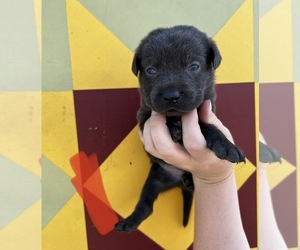 Labrador Retriever Puppy for sale in CEDAR VALE, KS, USA