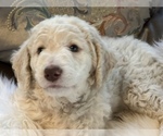 Small Photo #19 Goldendoodle Puppy For Sale in DAVIS, CA, USA