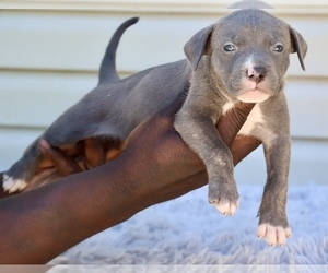 American Bully Puppy for sale in CHAMPAIGN, IL, USA