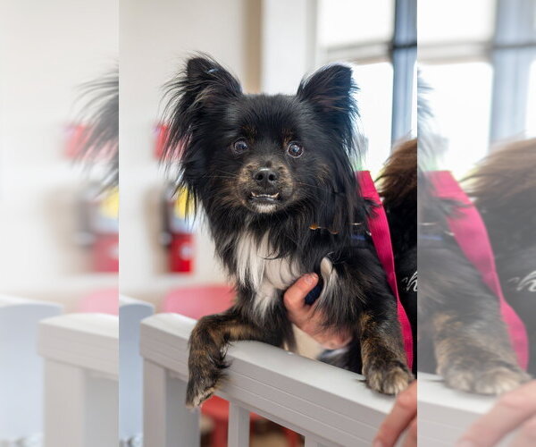 Medium Photo #8 Chion Puppy For Sale in Mundelein, IL, USA