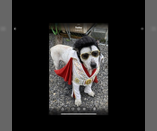 Medium Photo #1 Mutt Puppy For Sale in Gulfport, MI, USA