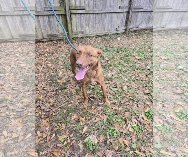 Medium Photo #3 Chocolate Labrador retriever-Unknown Mix Puppy For Sale in Jackson, MS, USA