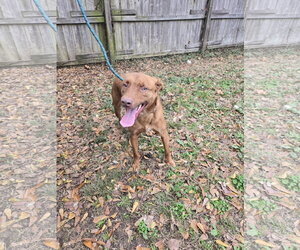 Jordan - Male Chocolate Labrador retriever-Unknown Mix Dog for Adoption - Photo #3