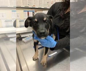 Shepweiller Dogs for adoption in Long Beach, CA, USA