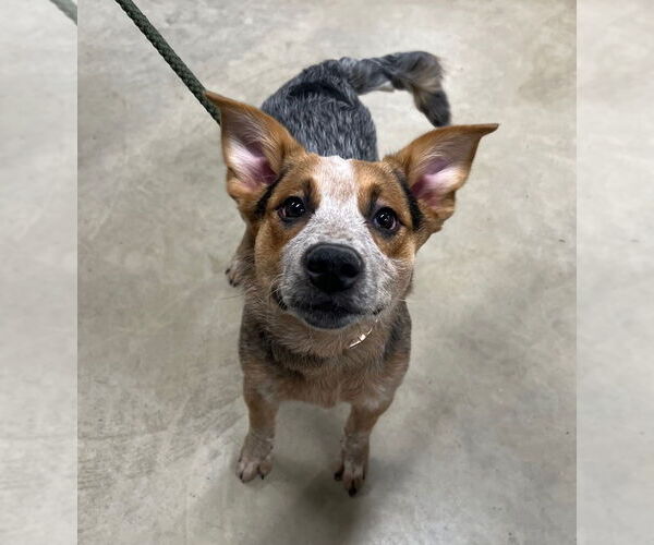 Medium Photo #1 Mutt Puppy For Sale in Pierceton , IN, USA