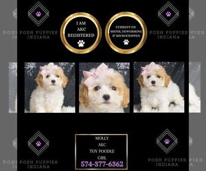 Poodle (Toy) Puppy for sale in WARSAW, IN, USA