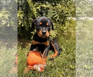 Rottweiler Puppy for sale in MIDDLEBURY, IN, USA