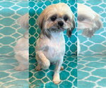Small #4 Shih Tzu Mix