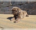 Small #5 Shih Tzu