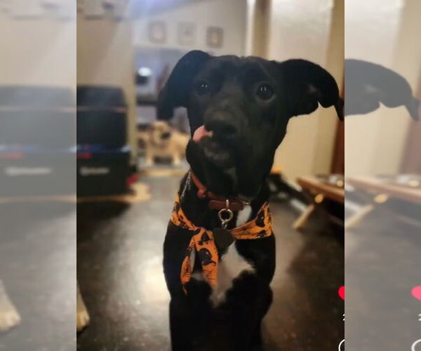 Medium Photo #4 Mutt Puppy For Sale in Hayward, CA, USA