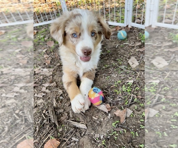 Medium Photo #1 Miniature Australian Shepherd Puppy For Sale in EXETER, MO, USA
