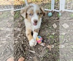 Puppy Ridley Miniature Australian Shepherd