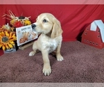 Small #6 Golden Retriever