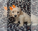 Small Photo #2 Cavachon Puppy For Sale in LANCASTER, PA, USA