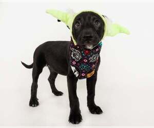 American Staffordshire Terrier-German Shepherd Dog Mix Dogs for adoption in phoenix, AZ, USA