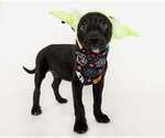 Small American Staffordshire Terrier-German Shepherd Dog Mix