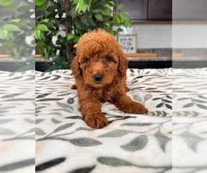 Goldendoodle (Miniature) Puppy for sale in INDIANAPOLIS, IN, USA