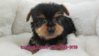 Yorkshire Terrier Puppy for sale in LA MIRADA, CA, USA