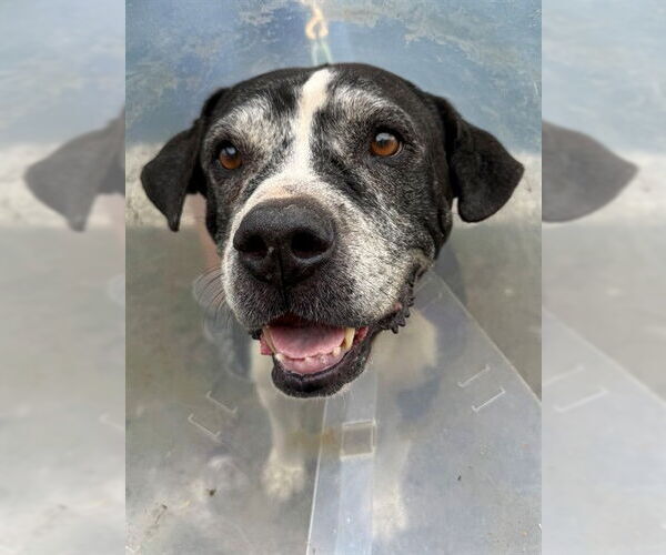 Medium Photo #1 Staffordshire Bull Terrier Puppy For Sale in Naples, FL, USA