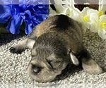 Small Photo #4 Schnauzer (Miniature) Puppy For Sale in FORT PIERCE, FL, USA