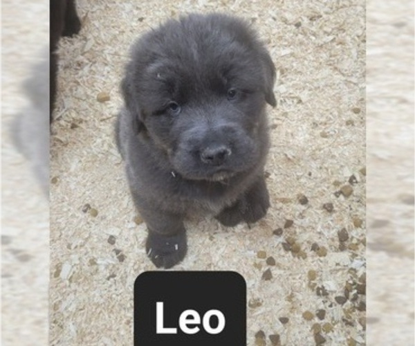 Medium Photo #2 Tibetan Mastiff Puppy For Sale in PRINCETON, MN, USA