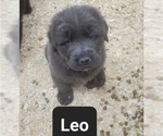 Small Photo #2 Tibetan Mastiff Puppy For Sale in PRINCETON, MN, USA