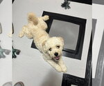 Small #1 Poodle (Miniature)