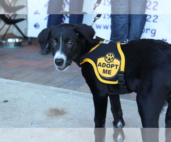 Medium Photo #6 Mutt Puppy For Sale in Cary, NC, USA