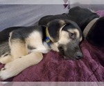 Small Photo #18 Beagle-Siberian Husky Mix Puppy For Sale in SPRINGFIELD, OR, USA