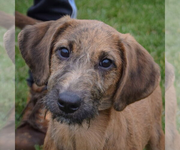 Medium Photo #1 Coonhound-Unknown Mix Puppy For Sale in Huntley, IL, USA