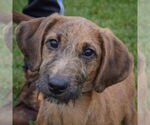 Small Coonhound Mix