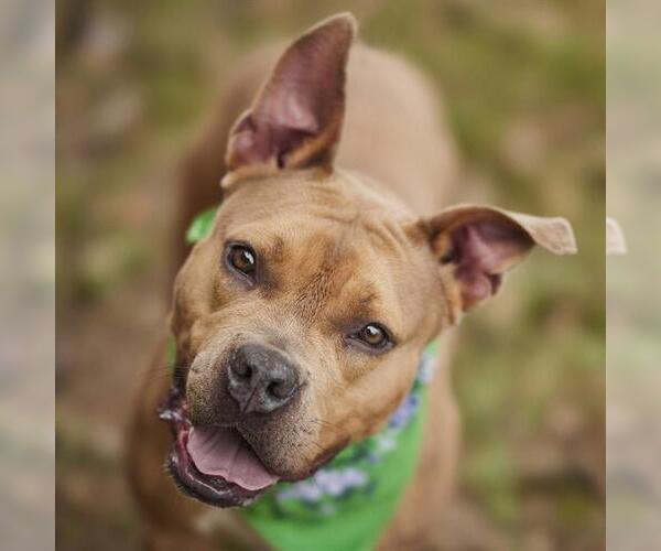 Medium Photo #2 Staffordshire Bull Terrier Puppy For Sale in Rosenberg, TX, USA
