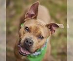 Small #1 Staffordshire Bull Terrier