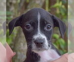 Small #4 Mutt