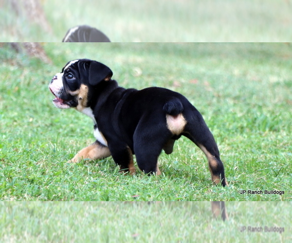 Medium Photo #12 Bulldog Puppy For Sale in WINNSBORO, TX, USA