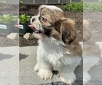Small #4 Shih Tzu