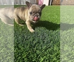 Small Photo #10 French Bulldog Puppy For Sale in SAN DIEGO, CA, USA