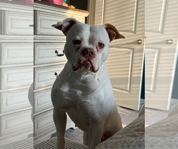 Medium Photo #2 Boxer-Unknown Mix Puppy For Sale in Dallas, TX, USA