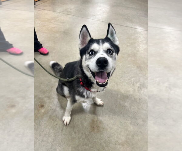 Medium Photo #2 Siberian Husky Puppy For Sale in Pierceton , IN, USA