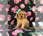 Small Photo #2 Cavalier King Charles Spaniel Puppy For Sale in QUARRYVILLE, PA, USA