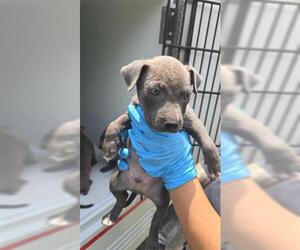 Medium American Pit Bull Terrier